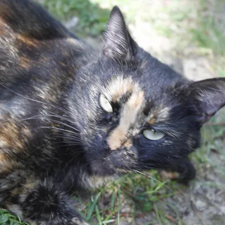 Gasthof Avenue Du Chateau 3*