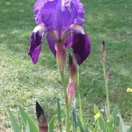Avenue Du Château Maison d'hôtes 3*